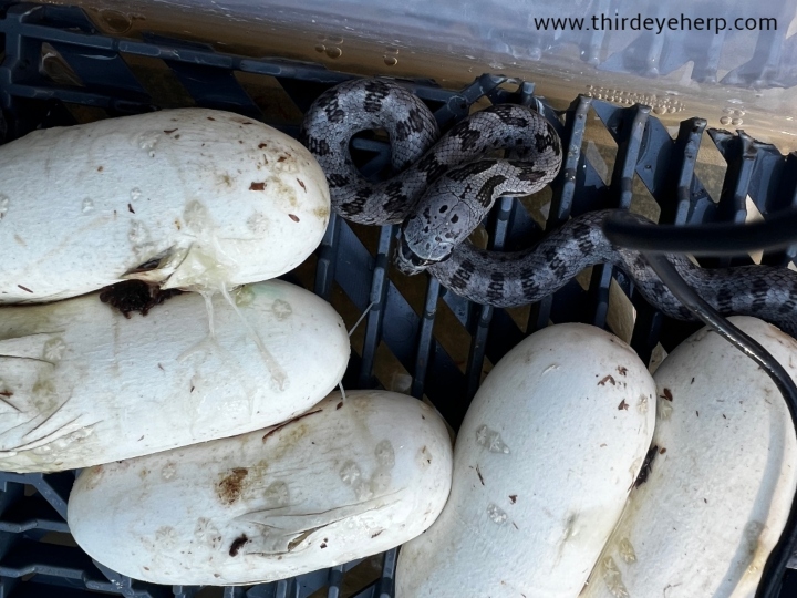 Baird's Rat Snake